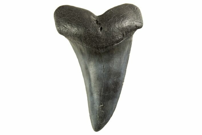 Fossil White Shark Tooth - South Carolina #332409